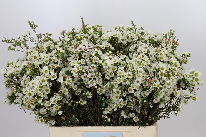 Chamelaucium Sirius