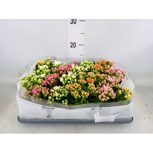 Kalanchoe blos.   ..rosebud mix  5