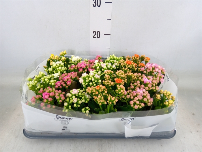 <h4>Kalanchoe blos.   ..rosebud mix  5</h4>