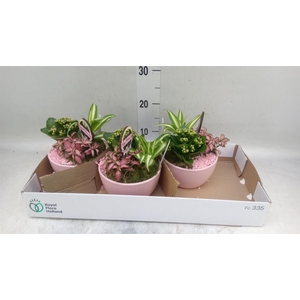 Arr.    Planten  L%