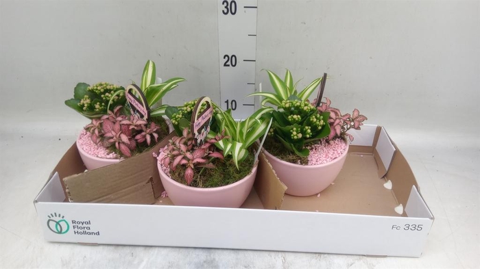 <h4>Arr.    Planten  L%</h4>