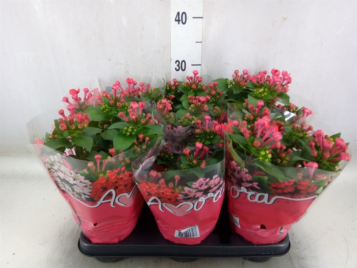 <h4>Bouvardia  'Amora Anna'</h4>