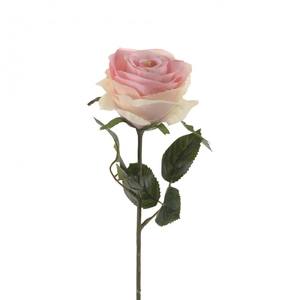 Rosa 45cm