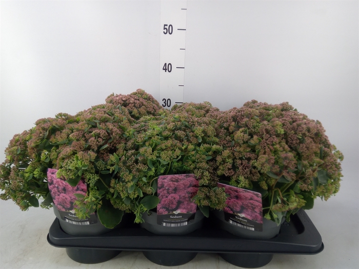 <h4>Sedum telep. 'Seduct Rose Charm'</h4>