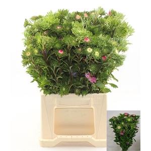 Callis Per Bos 50 Cm