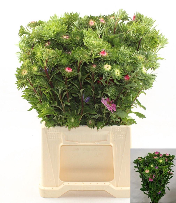 <h4>Callis Per Bos 50 Cm</h4>