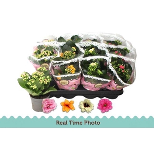 Kal Ge Gem Tweekl Bl