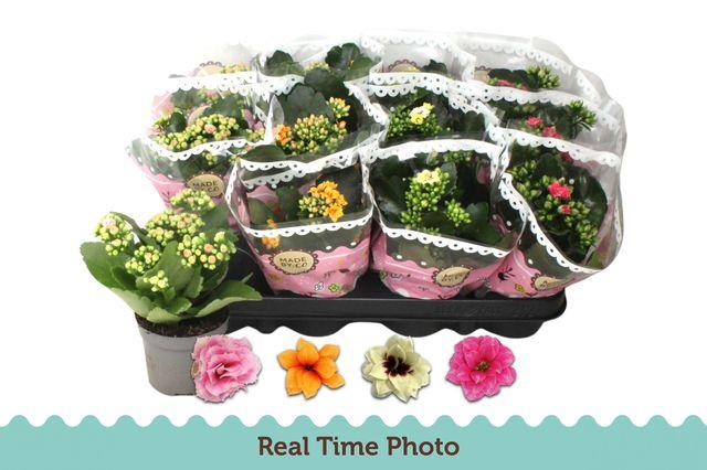 <h4>Kal Ge Gem Tweekl Bl</h4>