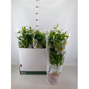 Lilium long. 'Miracle'