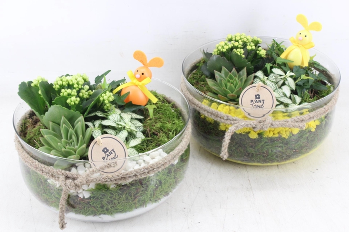 <h4>arr2 PL - Glas bose XL touw - geel/wiut</h4>