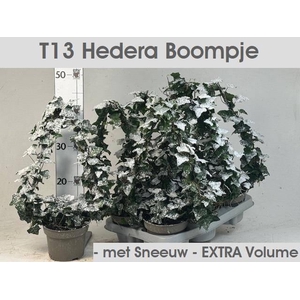 Hedera helix green 13Ø 40cm