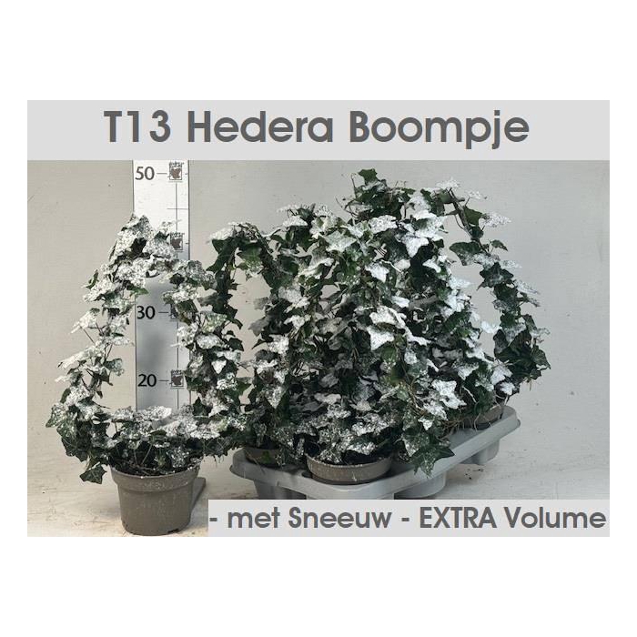 <h4>Hedera helix green 13Ø 40cm</h4>