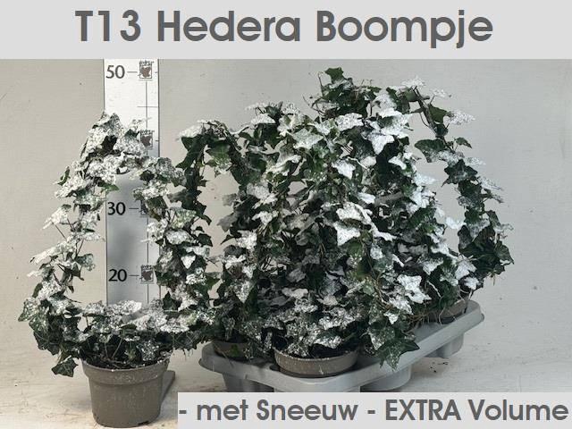 Hedera helix green 13Ø 40cm