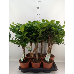 Ficus microcarpa 'Moclame'