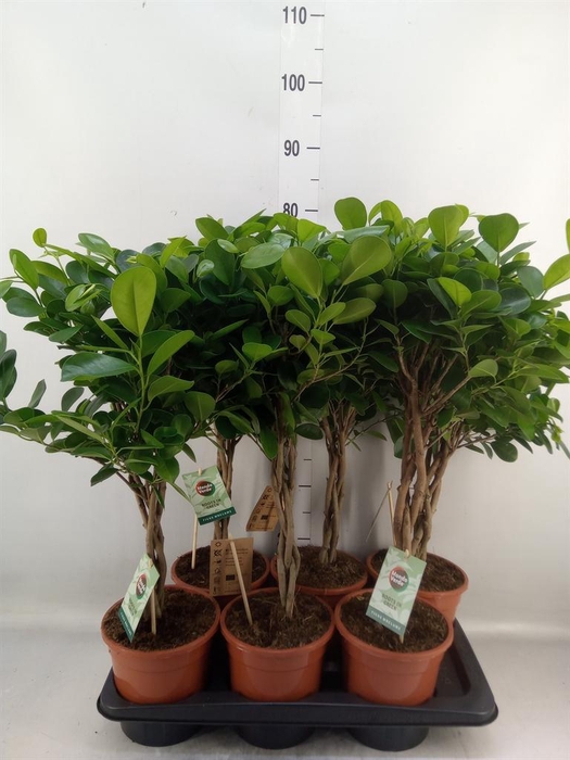 <h4>Ficus microcarpa 'Moclame'</h4>