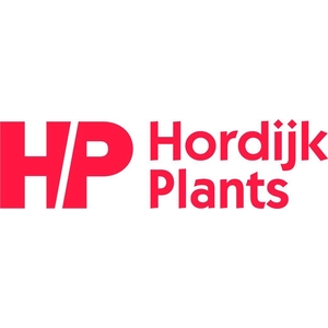 Rhipsalis heteroclada P21