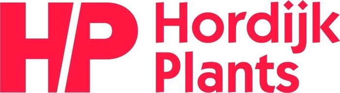 <h4>Rhipsalis heteroclada P21</h4>