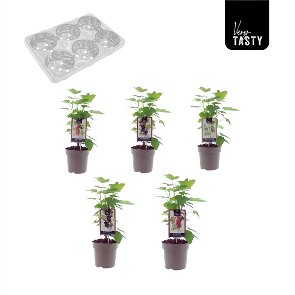 <h4>Currant Mix-Tray</h4>