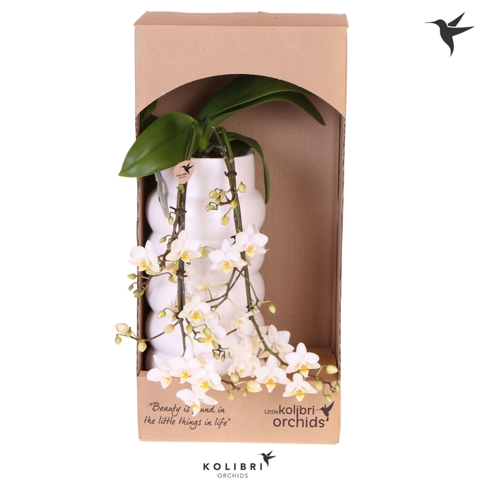 <h4>Kolibri Orchids Phalaenopsis Victoria fall in Bubble fall white in showbox</h4>
