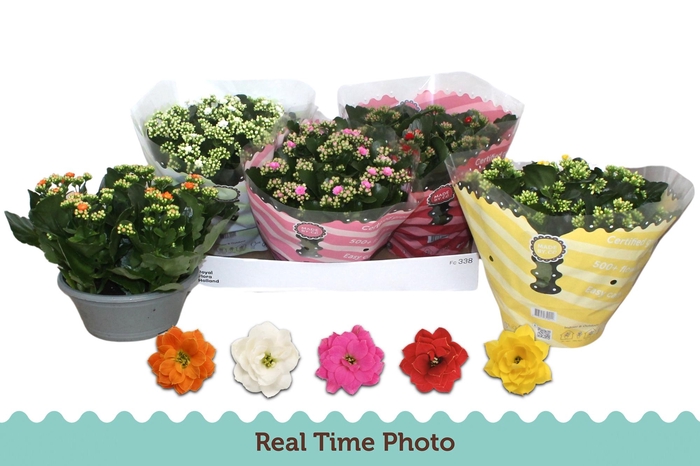 <h4>KAL GE GEM 5 KL</h4>