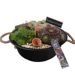 PTS7317 Arrangement Sempervivum in metalen schaal