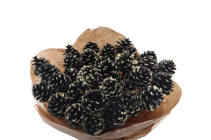 <h4>Pine Cone Black Gold Tip</h4>