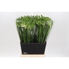 Ornithogalum Thyrsoides BIG WHITE