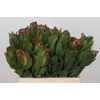 Leucadendron Laurel Yellow