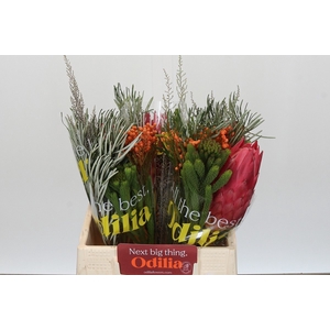 PROTEA PER BOS