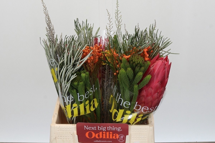 <h4>PROTEA PER BOS</h4>