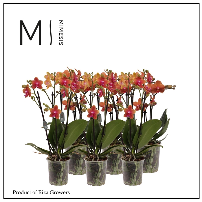 <h4>Phalaenopsis Multi Orange 3 spike - 12cm | Mimesis</h4>