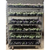 arr8 Sut Ba Ca Mixk 3kl 1 Klr Per Tray