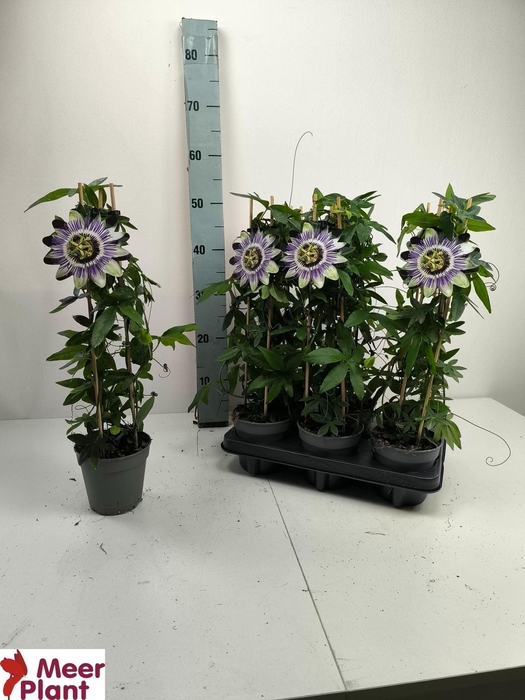 <h4>Passiflora caerul.</h4>