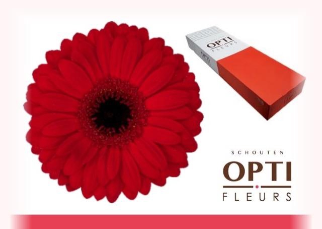 <h4>GE GR BEAUTY</h4>