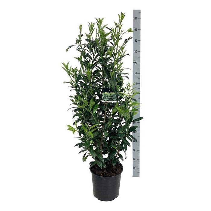 <h4>Prunus laur. 'Caucasica'</h4>