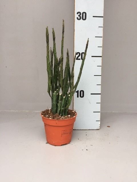 <h4>Euphorbia   ...</h4>