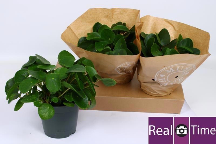 <h4>PILEA PEPEROMIOIDES</h4>