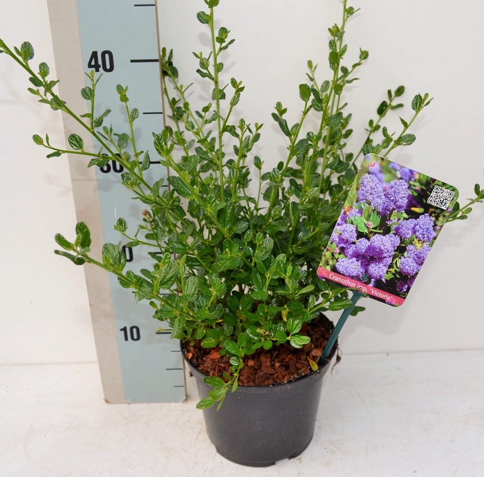 <h4>Ceanothus impressus 'Victoria'</h4>