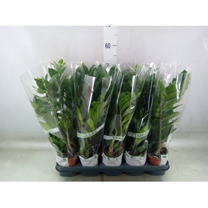 Zamioculcas zamiifolia