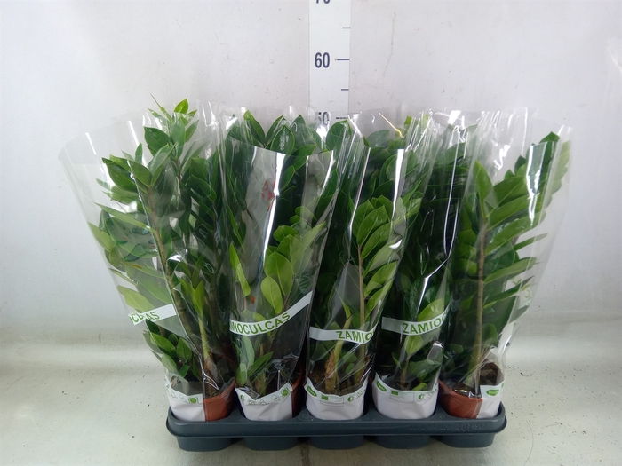 <h4>Zamioculcas zamiifolia</h4>