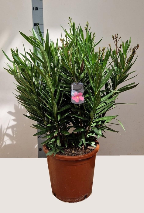 <h4>NERI OLEANDER</h4>