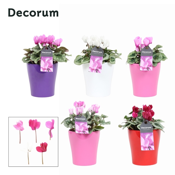 <h4>Cyclaam Magical Feelings in ompot Amy (Decorum)</h4>