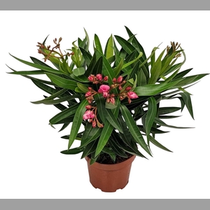 NERI OLEANDER