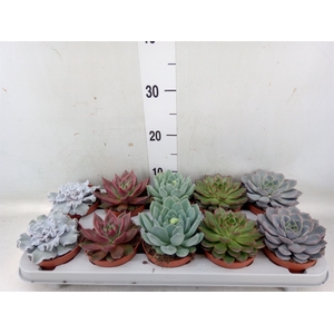 Echeveria   ...mix