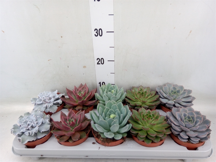 <h4>Echeveria   ...mix</h4>