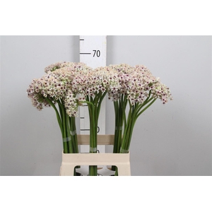 Allium Silverspring