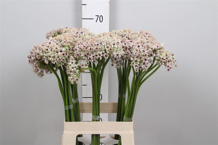 <h4>Allium Silverspring</h4>