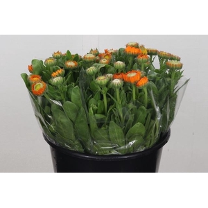 Calendula Orange