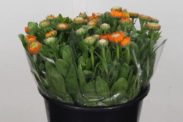 <h4>Calendula Orange</h4>