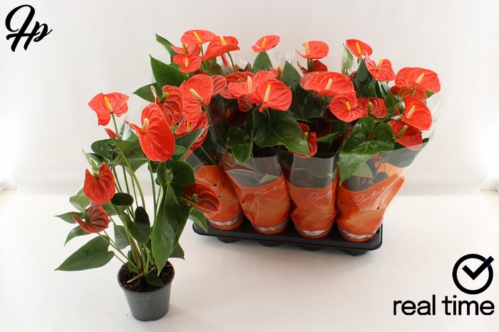 <h4>ANTHU AN SIER ORANGE</h4>